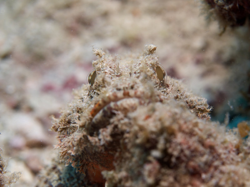 Scorpion Fish